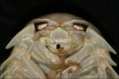  qui appartiennent ces yeux ? (Bathynomus giganteus)