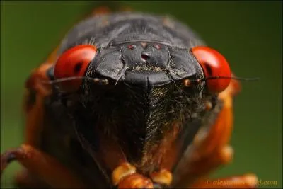  qui appartient ce type d'yeux ? (Magicicada periodical)