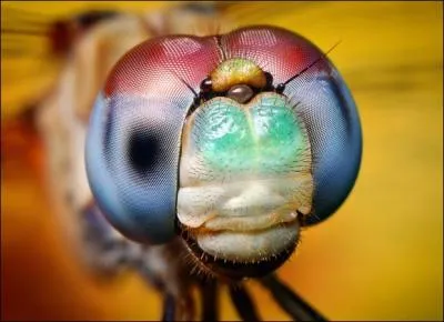 Certains insectes, comme cette libellule, possdent deux types d'yeux diffrents (cliquez pour agrandir l'image) : deux grands yeux composs et trois --- ? au centre de la tte.