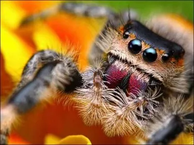 Ces dernires sont dotes d'une trs grande intelligence. Qu'est-ce que leur vision binoculaire leur permet de faire et que l'on ne retrouve pas chez les autres arachnides ?