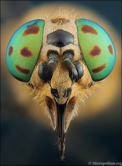 Qu'est-ce que les yeux permettent d'identifier chez les taons (ici le Chrysops relictus) ?