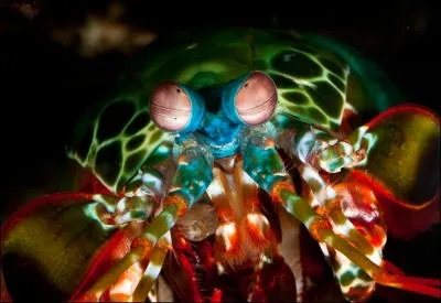 La meilleure vue du monde est attribue  l'Odontodactylus scyllarus (espce de crevette-mante). Qu'est-ce qui est faux concernant ses yeux ?