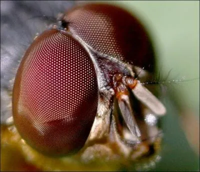  partir de l, essayez de reconnatre certains arthropodes  partir de leurs yeux.  qui appartiennent ces yeux ? (Musca domestica)
