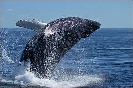 Le krill vit dans les eaux froides et sert de nourritures aux baleines. A quoi ressemble cet animal ?