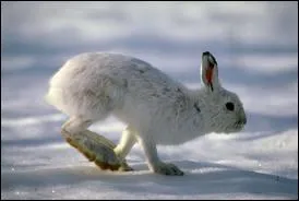 Je me nomme le livre de l'Arctique. Comme mon cousin des campagnes, je cours trs vite. Quelle est ma vitesse de pointe ?