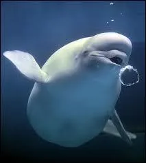 De tous les ctacs, le bluga est celui qui vocalise le plus. Cette caractristique lui a valu un surnom. Quel est-il ?