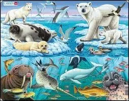 Je suis une sorte de baleine. Les mles de mon espce sont dots d'une  dfense  spirale particulirement longue. Qui suis-je ?