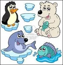 Je suis le plus grand des phoques et je dois mon nom  la forme particulire de mon nez. Qui suis-je ?