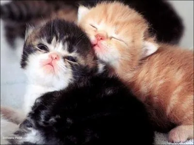 Les chatons naissent. .