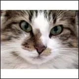 Ses moustaches et ses pattes sont trs sensibles...