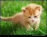 Son corps peut se mouvoir dans tous les sens grce  plus de ... . muscles