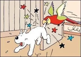 Dans quelle BD apparat un perroquet nomm Jacko ?