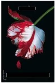 Comment s'appelle le tome 2 de  Twilight  ?