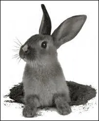 Pourquoi le lapin est-il toujours en train de ronger quelque chose ?