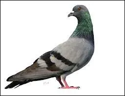 Le pigeon se nourrit essentiellement de graines, mais avale aussi des petits cailloux. Pour quelle raison ?