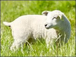 Je suis un mrinos. Pour quoi suis-je trs rput ?