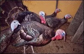 Quel est le cri de la dinde ?