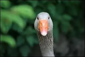 Comment se nomme la femelle du jars ?