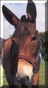 Lorsqu'un ne et une jument s'accouplent, comment s'appelle leur petit ?