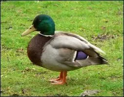 Je suis un canard et, une fois par an, je suis confront  un dlicat problme. Lequel ?