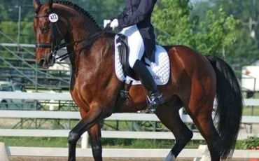 Quiz Galop 1