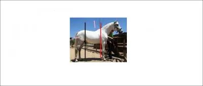 Le cheval est constitu de trois parties principales, lesquelles ?