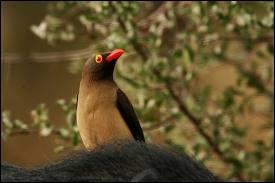 Le pique-boeuf est un petit oiseau trs utile aux grands animaux africains comme les rhinocros, les girafes ou encore les zbres. Quel service leur rend-il ?