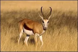 Le springbok est une antilope qui  donn son nom  une clbre quipe d'Afrique du Sud. Laquelle ?