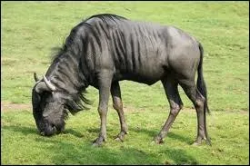 Le gnou est un ruminant d'Afrique. A quelle espce appartient-il ?