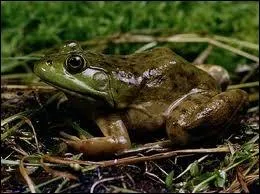 Pourquoi la grenouille taureau se nomme-t-elle ainsi ?