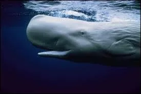 Je suis un cachalot. Je peux descendre chasser jusqu' plus de 1 000 mtres de profondeur. Quelle partie de mon corps me permet de descendre ?