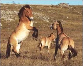 Quelle est la race de ces chevaux sauvages ?