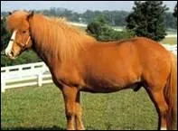 Quels chevaux vivent dehors par tous les temps et ont 5 allures ?