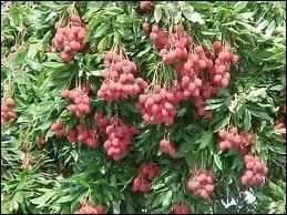 Fruit  la chair pulpeuse et trs sucre, c'est le roi de la table de Nol. C'est le ...