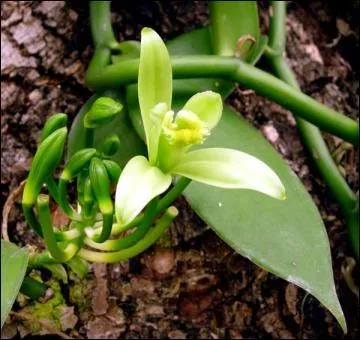 Un canard  la vanille peut aussi s'inviter  la table de fte. A ce propos : la fcondation artificielle de la vanille  La Runion a t mise au point par ...