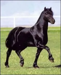 Si un cheval a le poil brillant, cela signifie qu'il est malade.