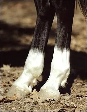 La marque de poils blancs  l'extrmit d'un membre se nomme :