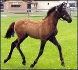 Comment s'appelle l'tape o l'on dresse le cheval ?