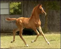 Quand, aprs sa naissance, le poulain peut-il march ?