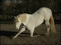 Faut-il faire marcher un cheval aprs le travail ?