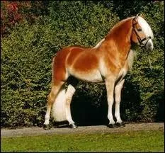 Laquelle de ces robes est aussi une race ?