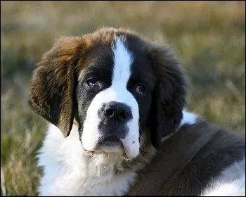 Je suis un chien de recherche, mascotte chez les pompiers aux USA.