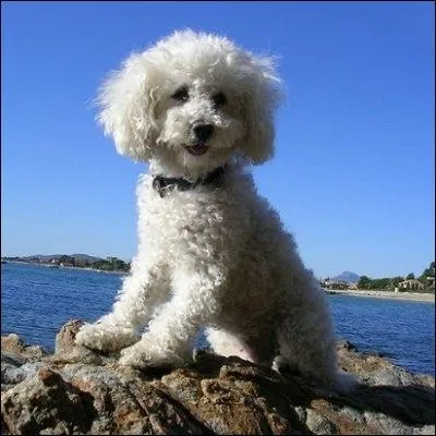 Je ne suis pas trs grand mais je suis un bon coureur qui chasse gnralement en meute. J'ai un trs bon flair.