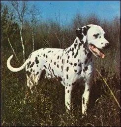 Je suis un chien de types primitif et nordiques. Je suis arriv en France dans le milieu des annes 1970, j'ai t  mon apoge dans les annes 1980-1990. Je suis d'un temprament trs doux.