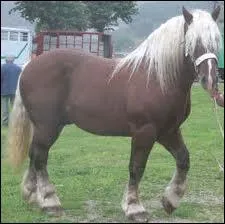 Quelle est la race de ce cheval ?