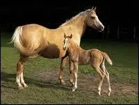 Quelle est la race de ce cheval ?