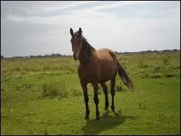 Quelle est la race de ce cheval ?