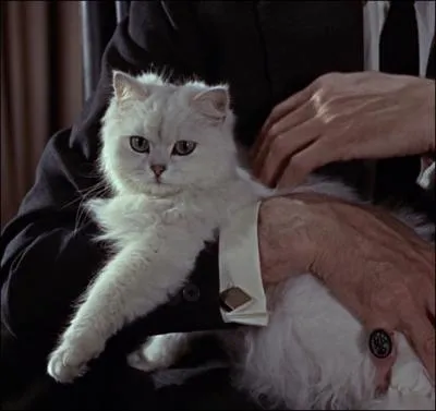 Dans quel film joue ce chat ?