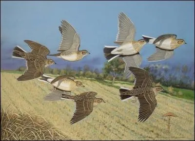 Celui dont les penses, comme des (... ),