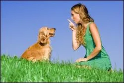 Pourquoi remue-t-il la queue quand vous le grondez ?